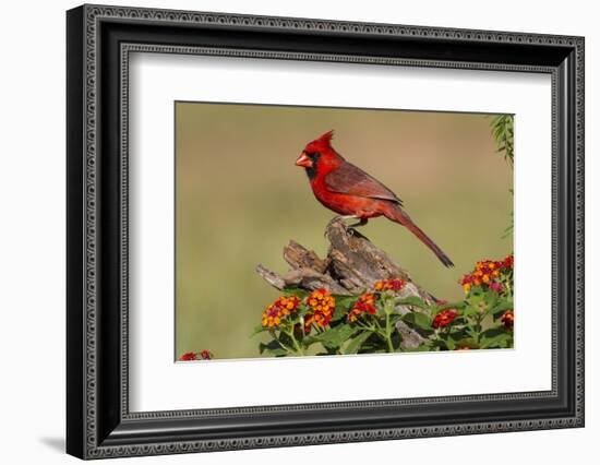 Northern Cardinal (Cardinalis Cardinalis) male perched on log-Larry Ditto-Framed Photographic Print