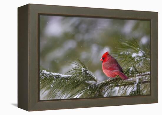 Northern Cardinal (Cardinalis cardinalis) male perching on pine branch covered in snow, Marion C...-Panoramic Images-Framed Premier Image Canvas