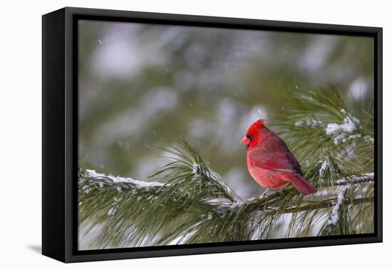 Northern Cardinal (Cardinalis cardinalis) male perching on pine branch covered in snow, Marion C...-Panoramic Images-Framed Premier Image Canvas