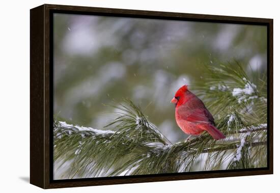 Northern Cardinal (Cardinalis cardinalis) male perching on pine branch covered in snow, Marion C...-Panoramic Images-Framed Premier Image Canvas