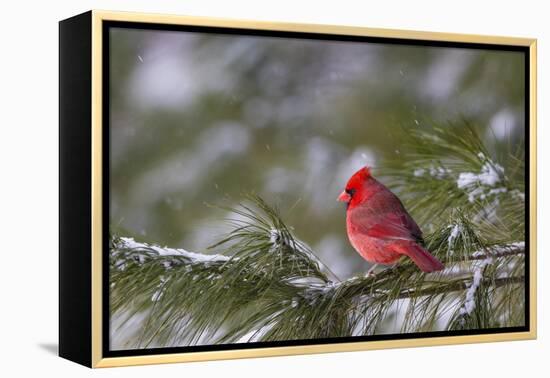 Northern Cardinal (Cardinalis cardinalis) male perching on pine branch covered in snow, Marion C...-Panoramic Images-Framed Premier Image Canvas