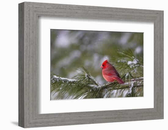 Northern Cardinal (Cardinalis cardinalis) male perching on pine branch covered in snow, Marion C...-Panoramic Images-Framed Premium Photographic Print