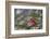 Northern Cardinal (Cardinalis cardinalis) male perching on pine branch covered in snow, Marion C...-Panoramic Images-Framed Photographic Print