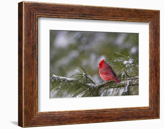 Northern Cardinal (Cardinalis cardinalis) male perching on pine branch covered in snow, Marion C...-Panoramic Images-Framed Photographic Print