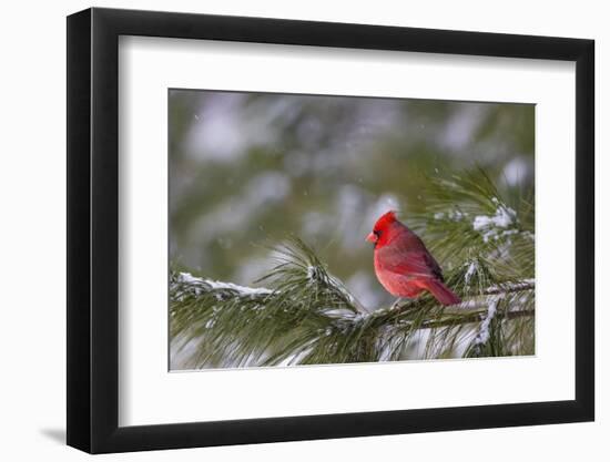 Northern Cardinal (Cardinalis cardinalis) male perching on pine branch covered in snow, Marion C...-Panoramic Images-Framed Photographic Print