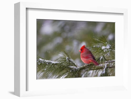 Northern Cardinal (Cardinalis cardinalis) male perching on pine branch covered in snow, Marion C...-Panoramic Images-Framed Photographic Print