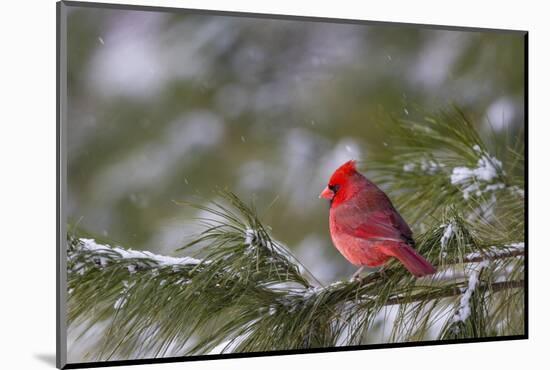 Northern Cardinal (Cardinalis cardinalis) male perching on pine branch covered in snow, Marion C...-Panoramic Images-Mounted Photographic Print