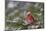 Northern Cardinal (Cardinalis cardinalis) male perching on pine branch covered in snow, Marion C...-Panoramic Images-Mounted Photographic Print