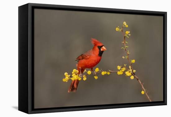 Northern Cardinal (Cardinalis cardinalis) perched-Larry Ditto-Framed Premier Image Canvas