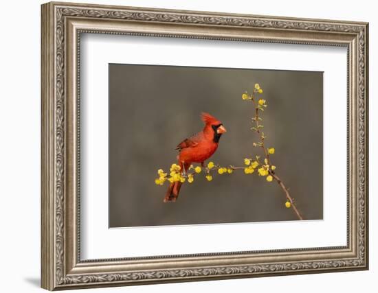 Northern Cardinal (Cardinalis cardinalis) perched-Larry Ditto-Framed Photographic Print