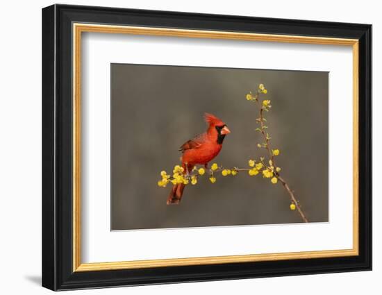 Northern Cardinal (Cardinalis cardinalis) perched-Larry Ditto-Framed Photographic Print