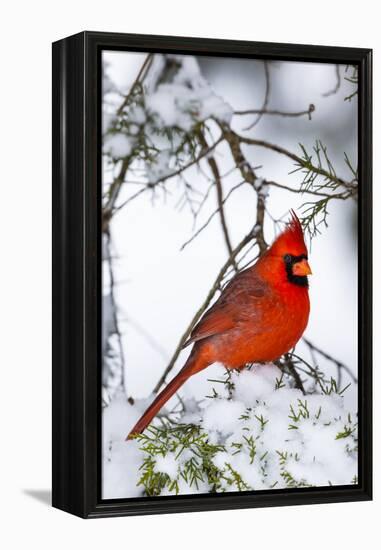 Northern Cardinal (Cardinalis cardinalis) perching on snowcapped juniper tree branch, Marion Co....-Panoramic Images-Framed Premier Image Canvas
