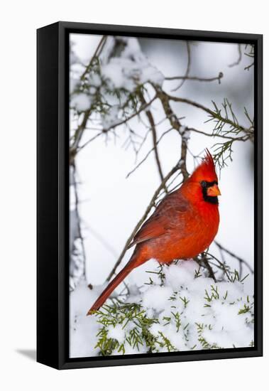 Northern Cardinal (Cardinalis cardinalis) perching on snowcapped juniper tree branch, Marion Co....-Panoramic Images-Framed Premier Image Canvas