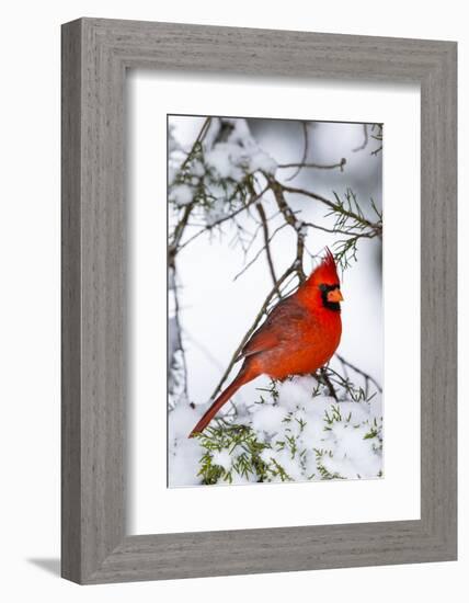 Northern Cardinal (Cardinalis cardinalis) perching on snowcapped juniper tree branch, Marion Co....-Panoramic Images-Framed Photographic Print