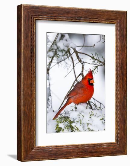 Northern Cardinal (Cardinalis cardinalis) perching on snowcapped juniper tree branch, Marion Co....-Panoramic Images-Framed Photographic Print