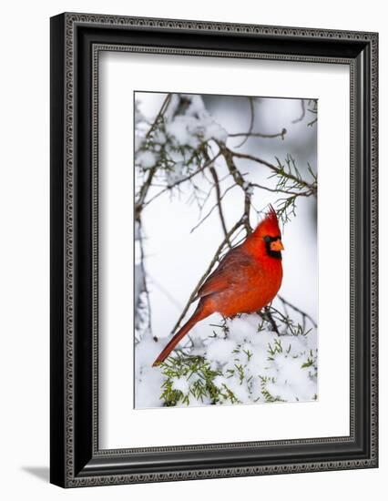Northern Cardinal (Cardinalis cardinalis) perching on snowcapped juniper tree branch, Marion Co....-Panoramic Images-Framed Photographic Print