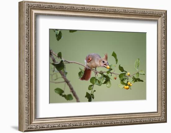 Northern Cardinal Female Feeding on Anacua Berries-Larry Ditto-Framed Photographic Print
