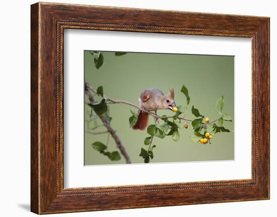 Northern Cardinal Female Feeding on Anacua Berries-Larry Ditto-Framed Photographic Print