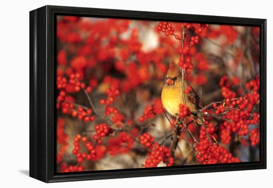 Northern Cardinal Female in Common Winterberry Marion, Il-Richard and Susan Day-Framed Premier Image Canvas