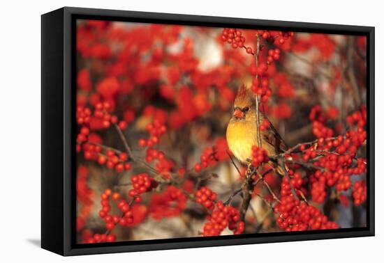 Northern Cardinal Female in Common Winterberry Marion, Il-Richard and Susan Day-Framed Premier Image Canvas