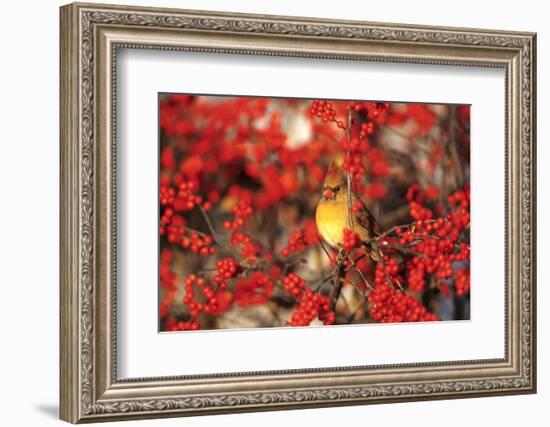 Northern Cardinal Female in Common Winterberry Marion, Il-Richard and Susan Day-Framed Photographic Print