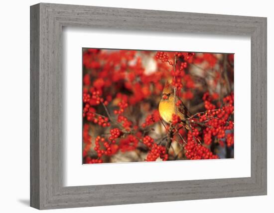 Northern Cardinal Female in Common Winterberry Marion, Il-Richard and Susan Day-Framed Photographic Print