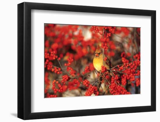 Northern Cardinal Female in Common Winterberry Marion, Il-Richard and Susan Day-Framed Photographic Print