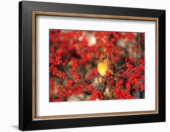 Northern Cardinal Female in Common Winterberry Marion, Il-Richard and Susan Day-Framed Photographic Print