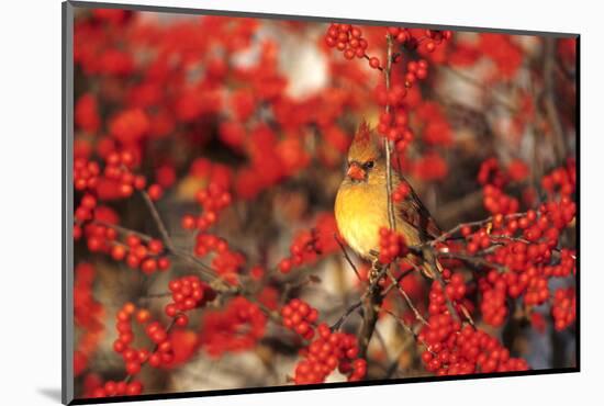 Northern Cardinal Female in Common Winterberry Marion, Il-Richard and Susan Day-Mounted Photographic Print