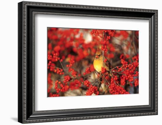 Northern Cardinal Female in Common Winterberry Marion, Il-Richard and Susan Day-Framed Photographic Print