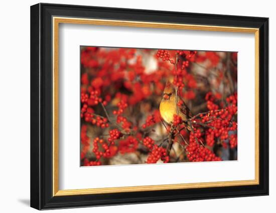 Northern Cardinal Female in Common Winterberry Marion, Il-Richard and Susan Day-Framed Photographic Print