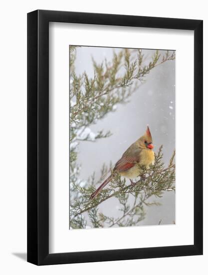 Northern cardinal female in red cedar tree in winter snow, Marion County, Illinois.-Richard & Susan Day-Framed Photographic Print