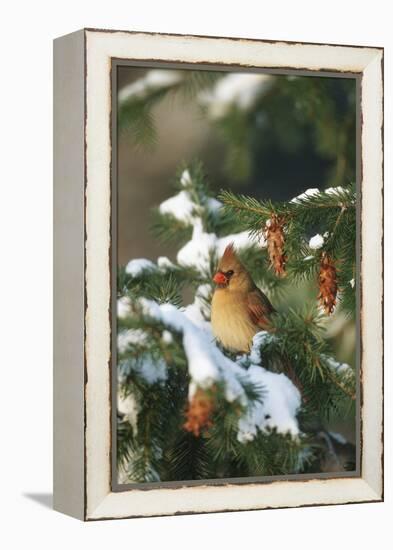 Northern Cardinal Female in Spruce Tree in Winter, Marion, Il-Richard and Susan Day-Framed Premier Image Canvas