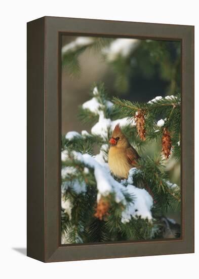 Northern Cardinal Female in Spruce Tree in Winter, Marion, Il-Richard and Susan Day-Framed Premier Image Canvas