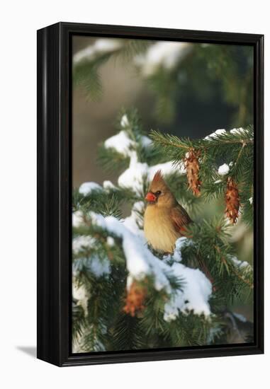 Northern Cardinal Female in Spruce Tree in Winter, Marion, Il-Richard and Susan Day-Framed Premier Image Canvas