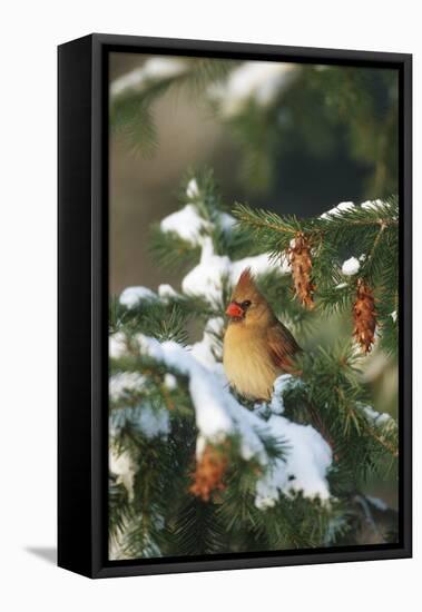 Northern Cardinal Female in Spruce Tree in Winter, Marion, Il-Richard and Susan Day-Framed Premier Image Canvas