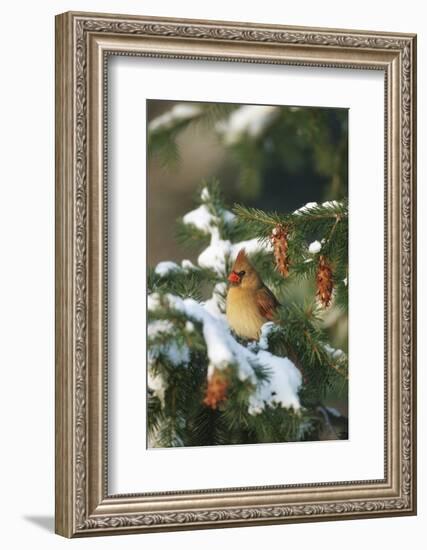 Northern Cardinal Female in Spruce Tree in Winter, Marion, Il-Richard and Susan Day-Framed Photographic Print