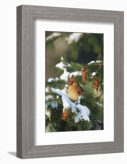 Northern Cardinal Female in Spruce Tree in Winter, Marion, Il-Richard and Susan Day-Framed Photographic Print