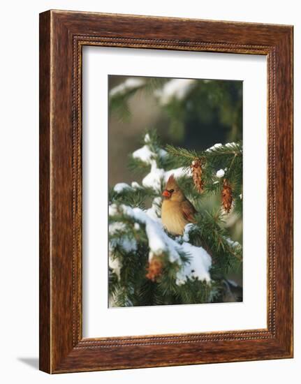 Northern Cardinal Female in Spruce Tree in Winter, Marion, Il-Richard and Susan Day-Framed Photographic Print