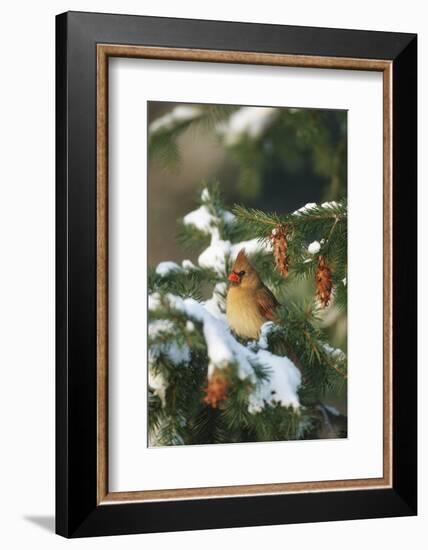 Northern Cardinal Female in Spruce Tree in Winter, Marion, Il-Richard and Susan Day-Framed Photographic Print