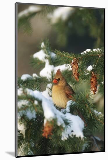 Northern Cardinal Female in Spruce Tree in Winter, Marion, Il-Richard and Susan Day-Mounted Photographic Print