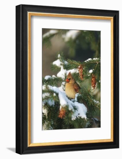 Northern Cardinal Female in Spruce Tree in Winter, Marion, Il-Richard and Susan Day-Framed Photographic Print