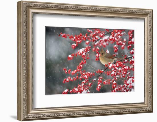 Northern Cardinal female on Common Winterberry (Ilex verticillata) in snow Marion Co. IL-Richard & Susan Day-Framed Photographic Print