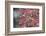 Northern Cardinal female on Common Winterberry (Ilex verticillata) in snow Marion Co. IL-Richard & Susan Day-Framed Photographic Print