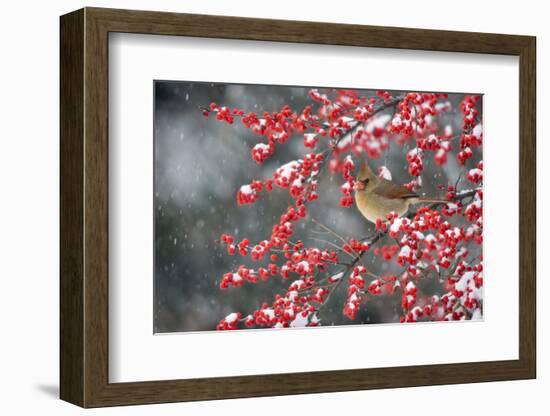 Northern Cardinal female on Common Winterberry (Ilex verticillata) in snow Marion Co. IL-Richard & Susan Day-Framed Photographic Print