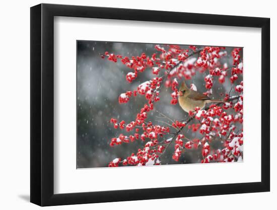 Northern Cardinal female on Common Winterberry (Ilex verticillata) in snow Marion Co. IL-Richard & Susan Day-Framed Photographic Print