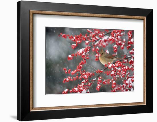 Northern Cardinal female on Common Winterberry (Ilex verticillata) in snow Marion Co. IL-Richard & Susan Day-Framed Photographic Print