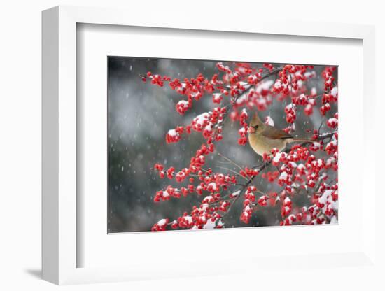 Northern Cardinal female on Common Winterberry (Ilex verticillata) in snow Marion Co. IL-Richard & Susan Day-Framed Photographic Print