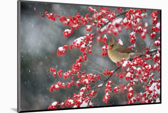 Northern Cardinal female on Common Winterberry (Ilex verticillata) in snow Marion Co. IL-Richard & Susan Day-Mounted Photographic Print