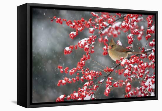 Northern Cardinal female on Common Winterberry (Ilex verticillata) in snow Marion Co. IL-Richard & Susan Day-Framed Premier Image Canvas